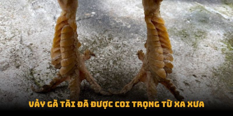 Vảy gà tài đã được coi trọng từ xa xưa Vảy gà tài đã được coi trọng từ xa xưa