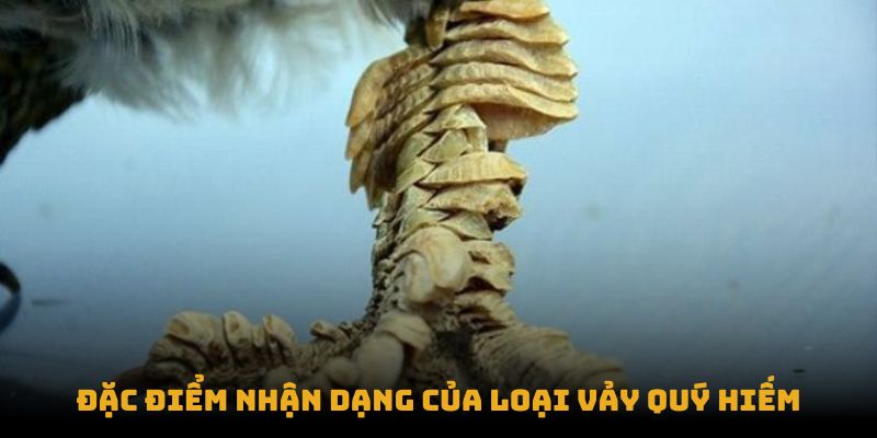 Đặc điểm nhận dạng của loại vảy quý hiếm Đặc điểm nhận dạng của loại vảy quý hiếm